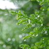 コニファー＆雨