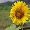 向日葵と蜜蜂