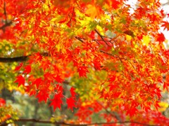 東大寺の紅葉