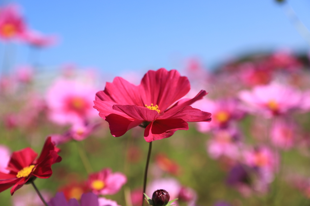 秋桜の主張