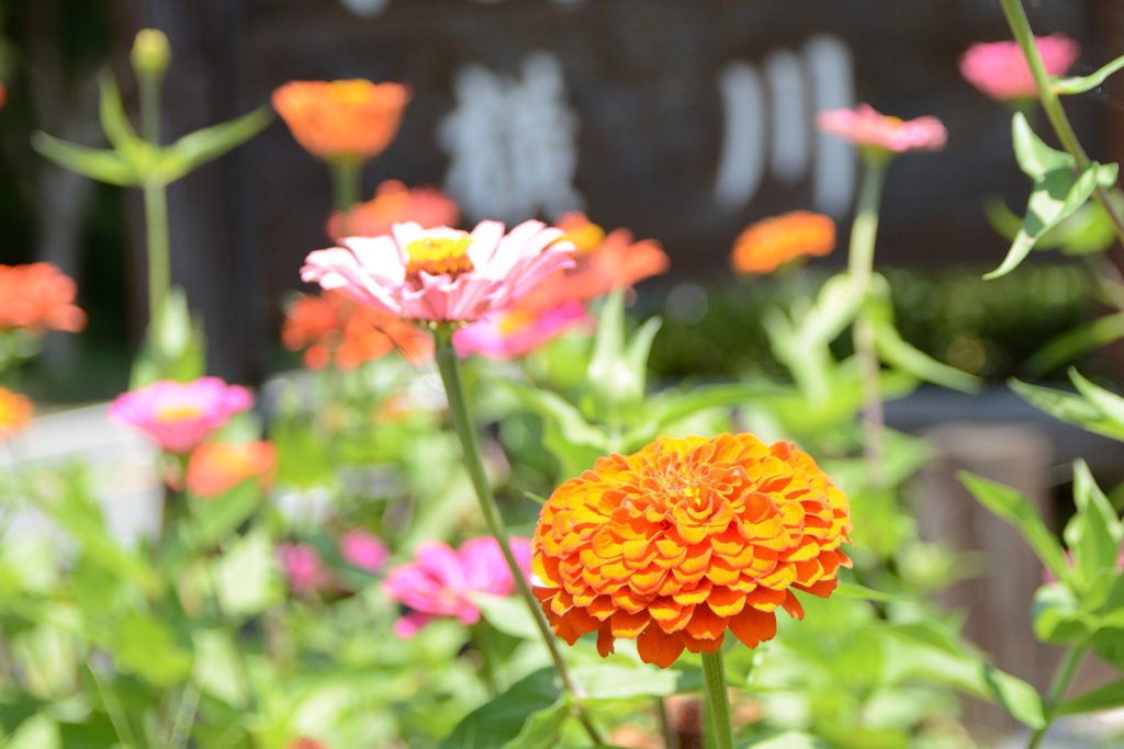 花