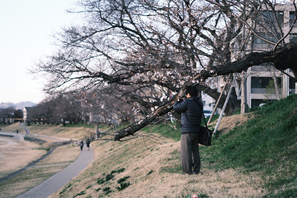 3月、桜咲き始めの頃