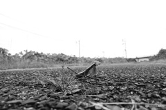 「何撮っとんじゃい」