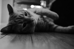 うちの猫