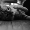 うちの猫