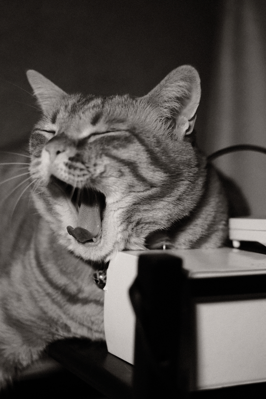 眠いのだ～