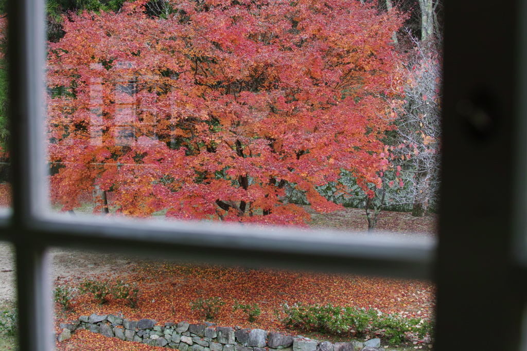 学び舎から見える紅葉