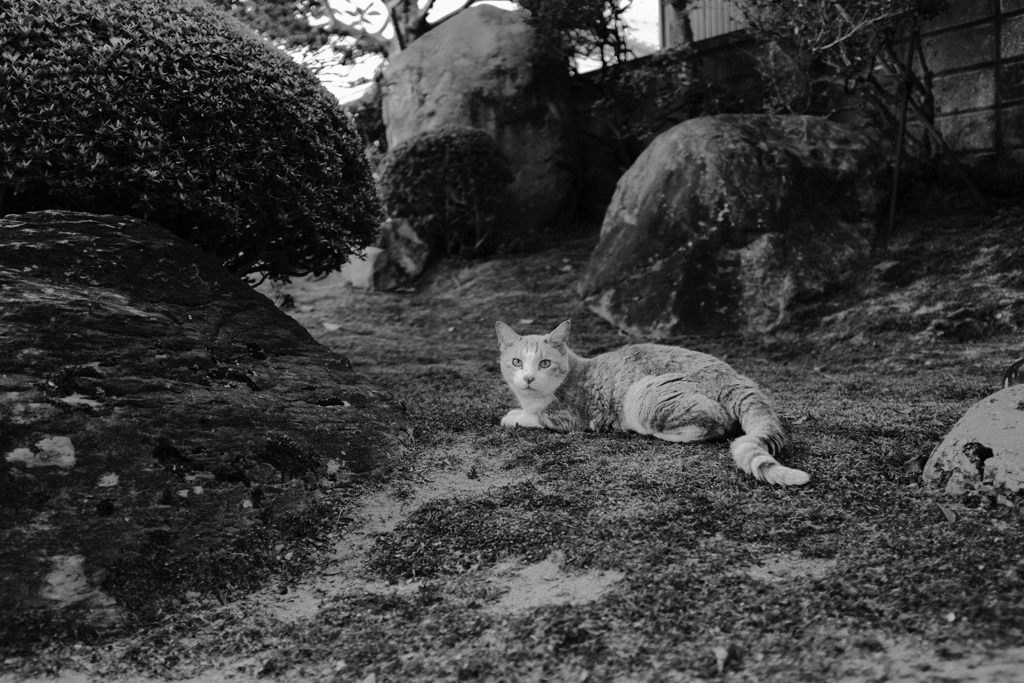 田舎の猫