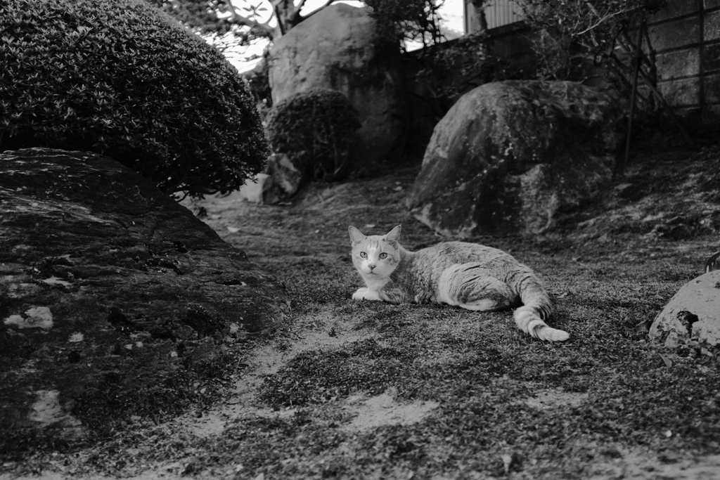 田舎の猫