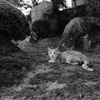 田舎の猫