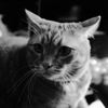 うちの猫