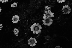 白黒の華