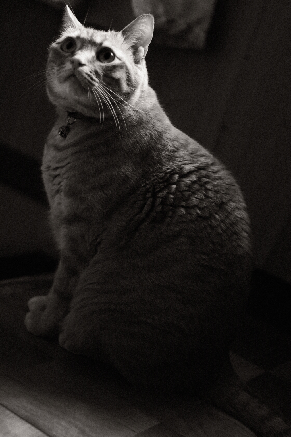 キリッ！