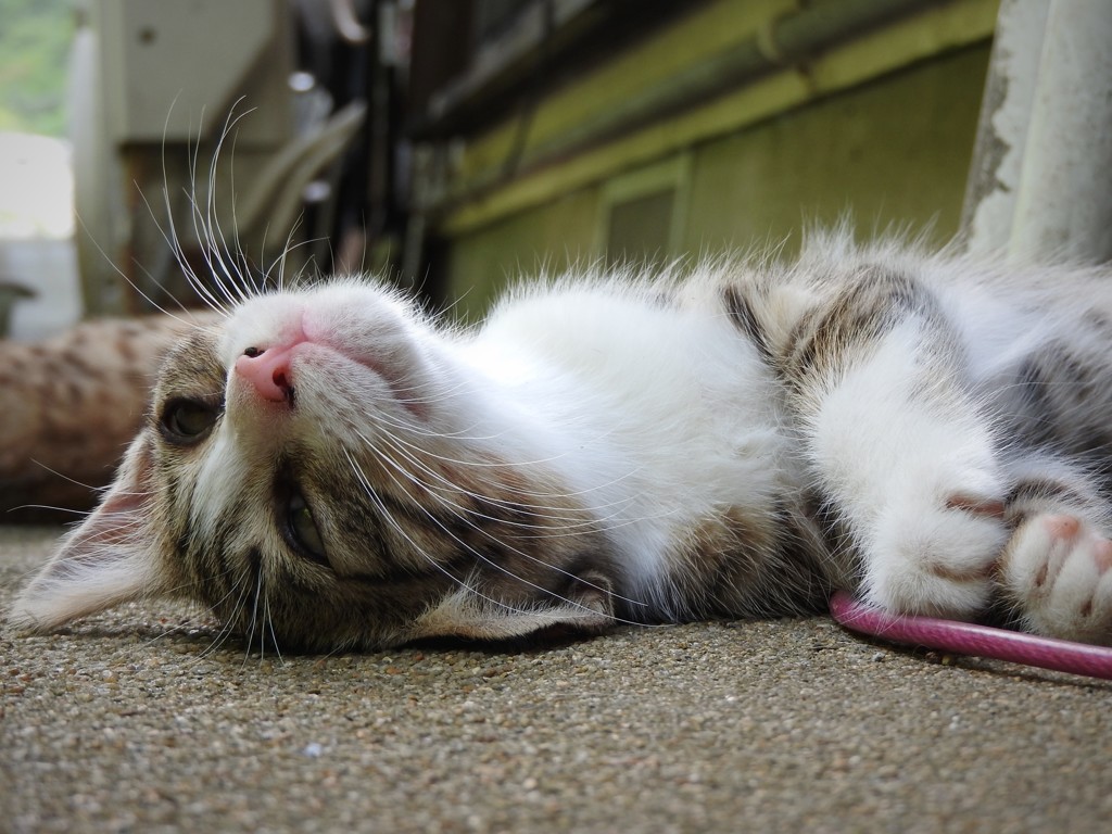今日のにゃんこ⑤