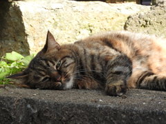 今日は秋晴れで心地よいね♡