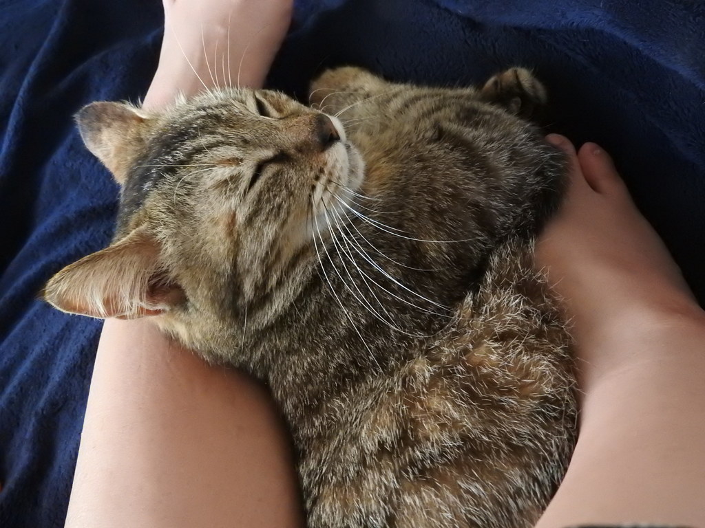 スヤスヤ