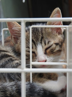 眠眠