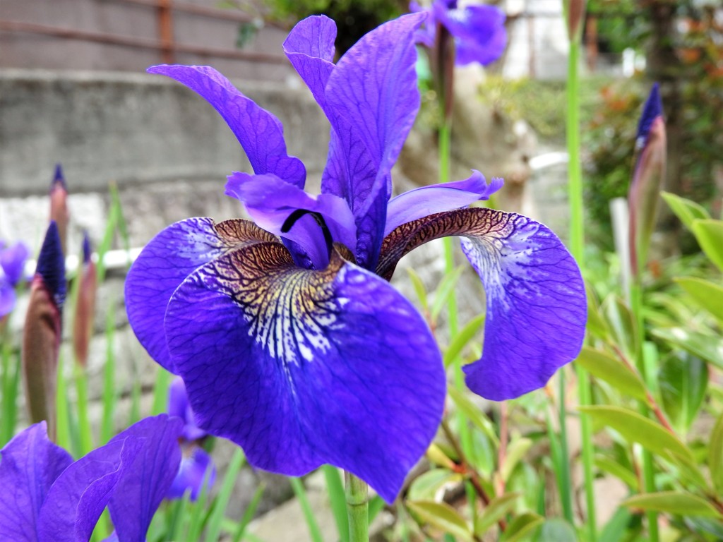 菖蒲の花