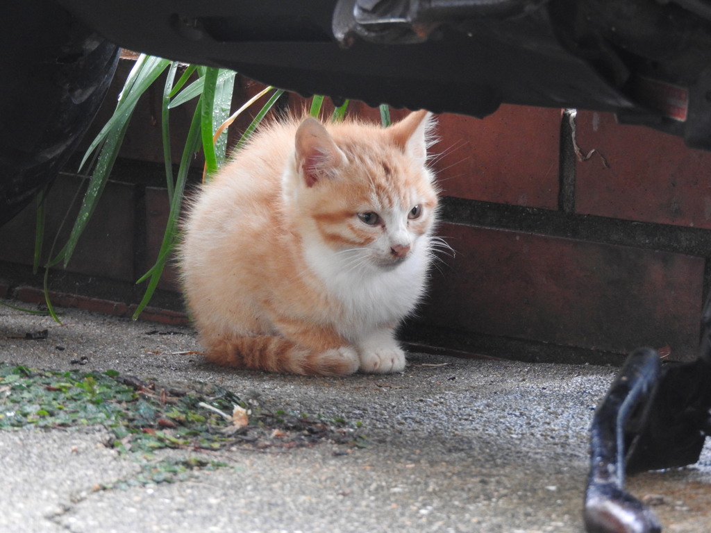 子猫ちゃん♡