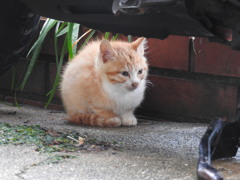 子猫ちゃん♡