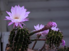 サボテンの花