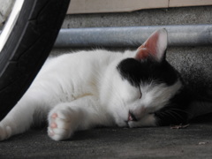 私の事は無視で眠るネコ様③