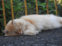 見分けが付かない・・・