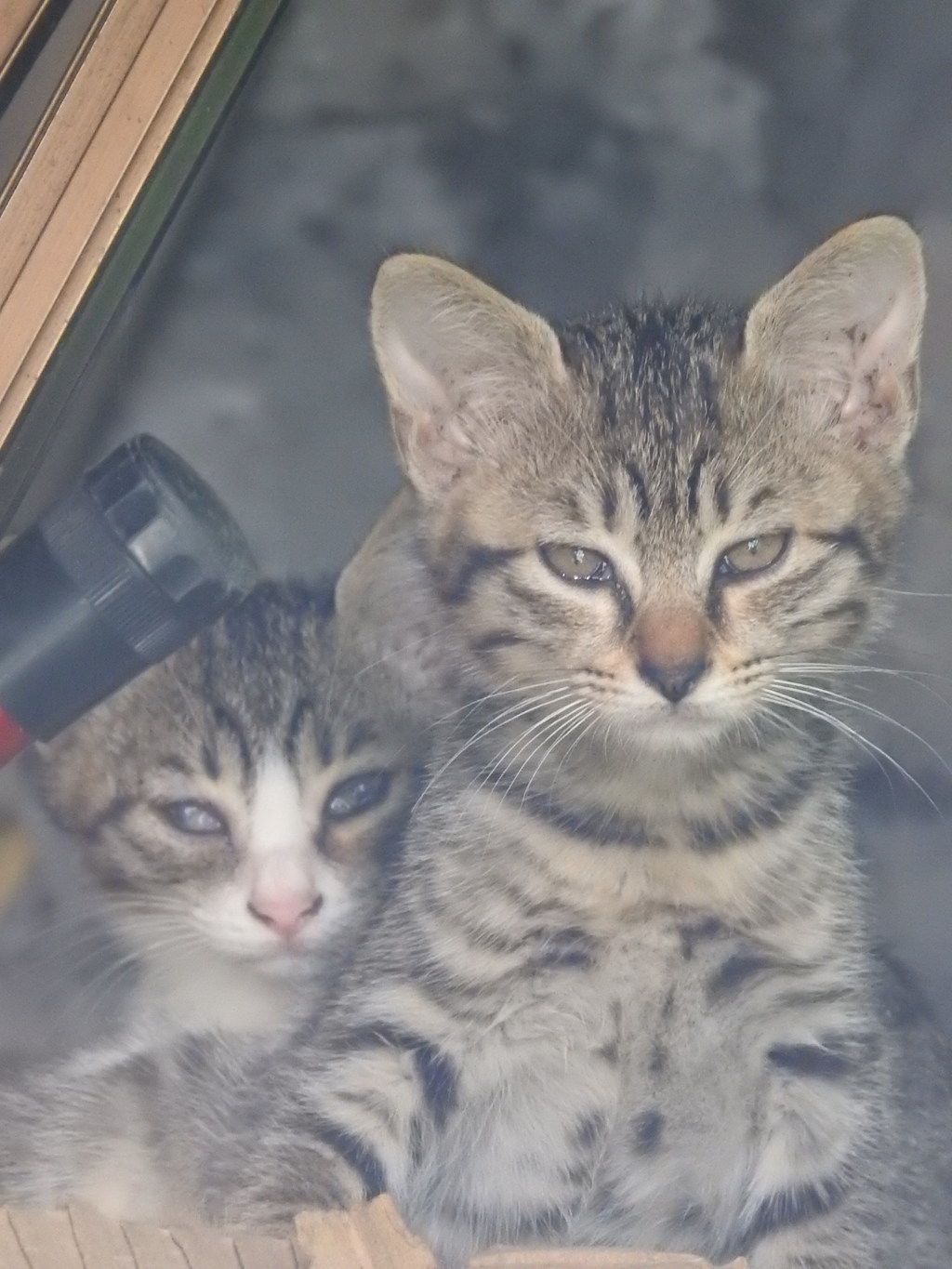 寝ぼけsister's