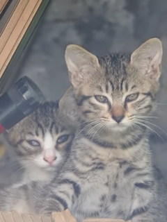 寝ぼけsister's