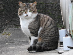 体は大きいが怖がり猫