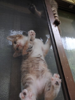 猫忍への道　
