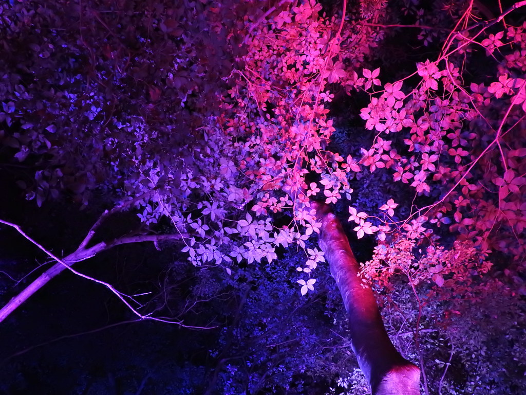幻想⑤