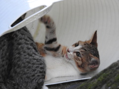 『モモちゃんの怒り』の巻