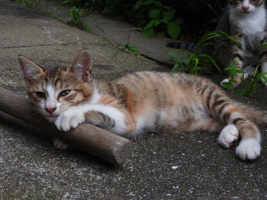 にゃんこ
