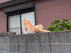 本家、猫ヨガ先生による「ネコのポーズ」