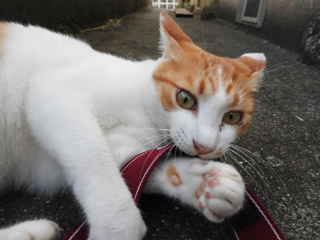 猫様に遊んでもらってます♡