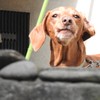 わたくし…吠えられてます。