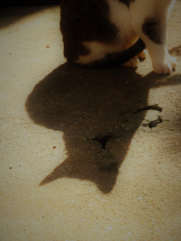 猫影