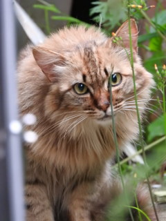 WILD　CAT