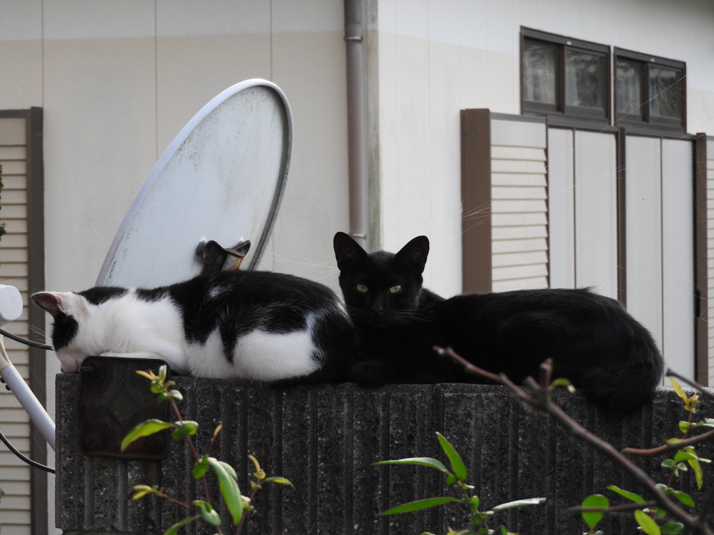 一度も顔を上げてくれない・・・