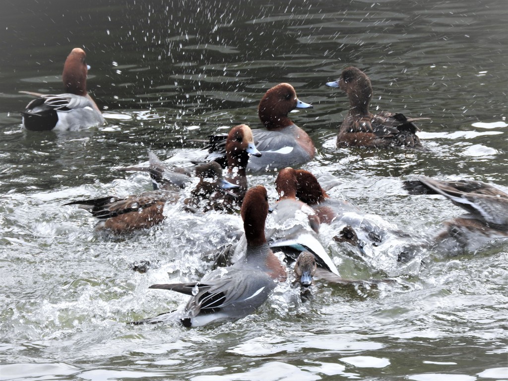 ウジャウジャ