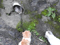穴から・・・
