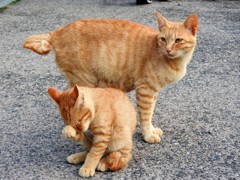 『ぼ～くは、泣いちっち♪』