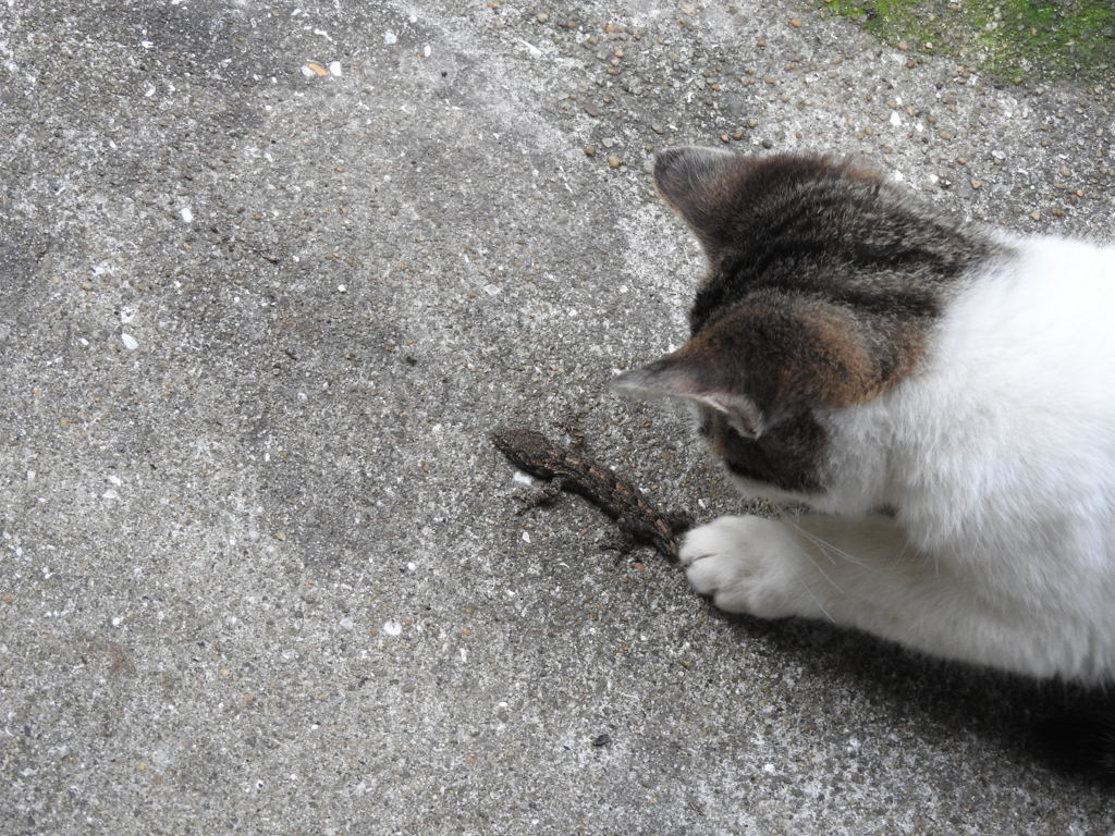 狩り