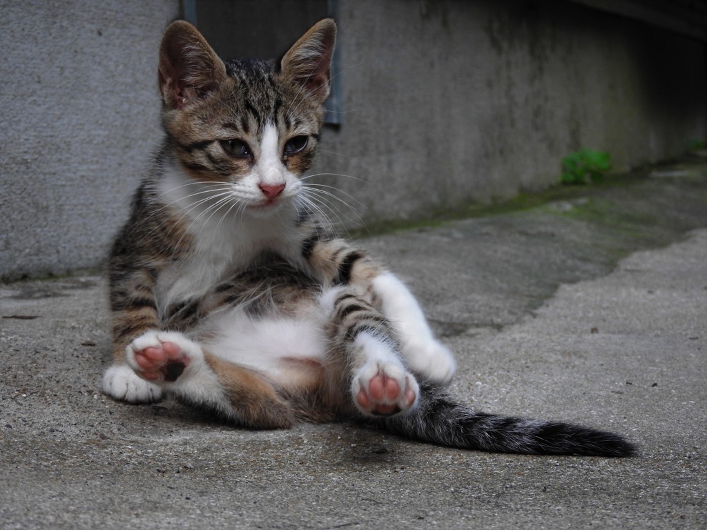 にゃんこ③