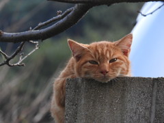 くつろいでますか？