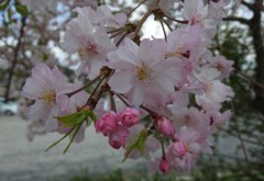今年、最後の桜
