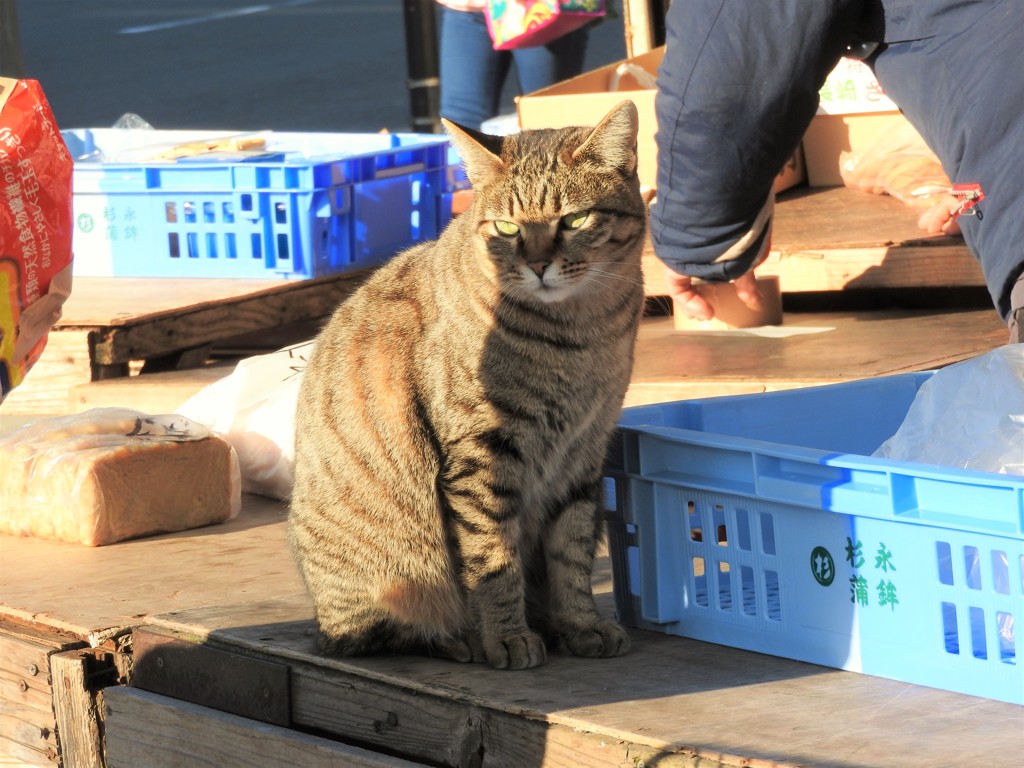 看板ねこ