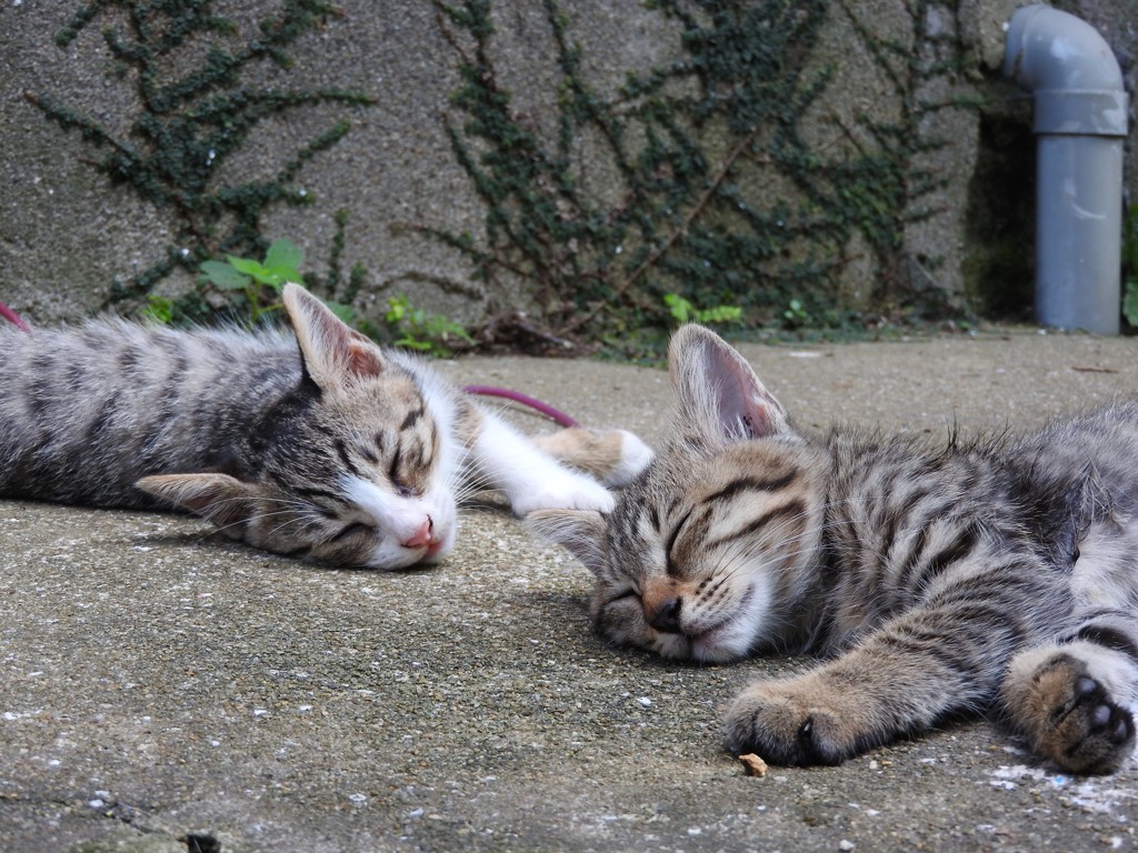 今日のにゃんこ①