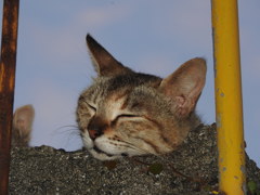 夕涼み～の巻